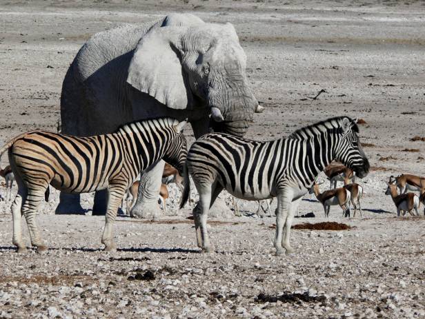 Gemsbok standing at a water hole at Etosha National Park