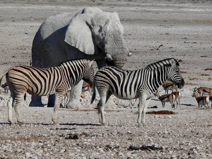 Namibia-top-spots-Etosha-national-park