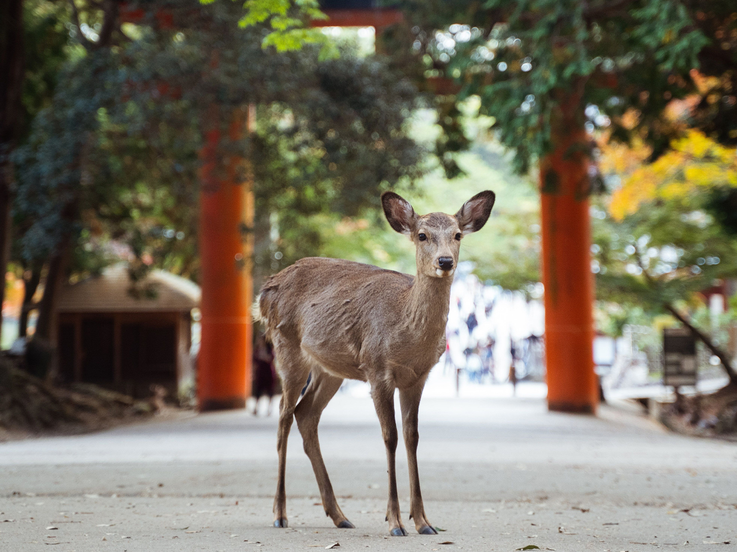 Osaka & Hiroshima Adventure - 6 days