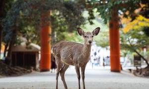 Nara Park - Nara - Japan