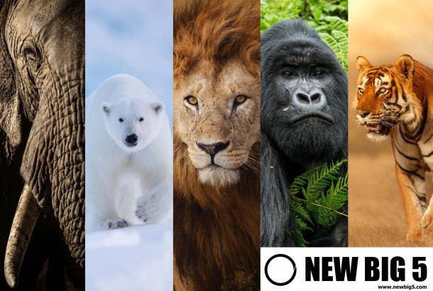 New Big 5 project 2x