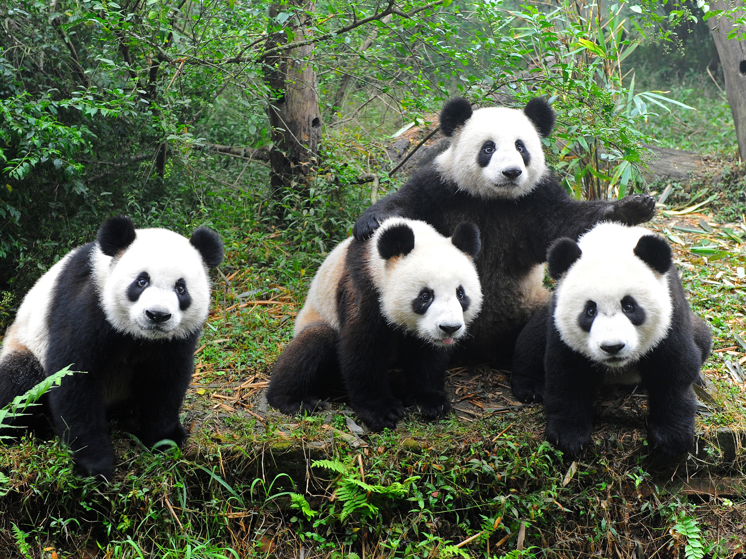 Days 6-7 - Chengdu