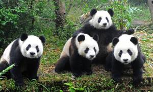 New China tour (Beijing to Chengdu) main image - pandas