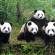 Group of Pandas | Chengdu | China 