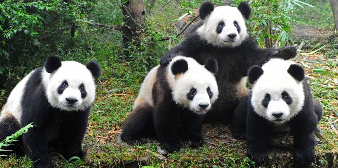 Group of Pandas | Chengdu | China 