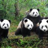 Group of Pandas | Chengdu | China 