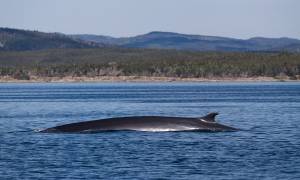Newfoundland whale watching
