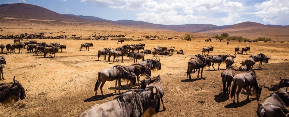 Hundreds of wildebeests on the savannah plains of Ngorongoro Crater