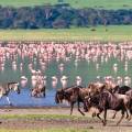 Hundreds of wildebeests on the savannah plains of Ngorongoro Crater