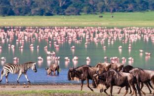 Flamingoes | Ngorongoro Crater | Tanzania