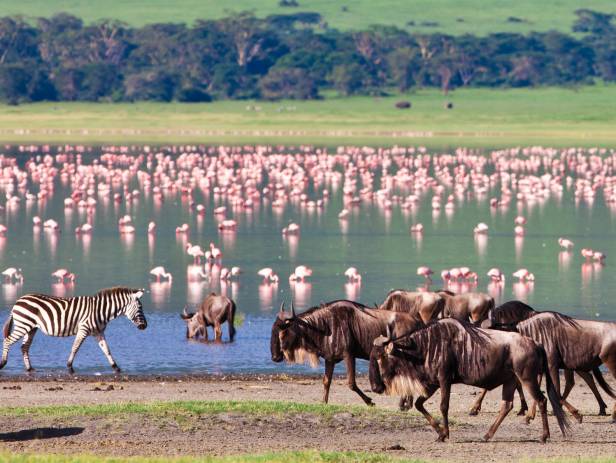 Hundreds of wildebeests on the savannah plains of Ngorongoro Crater