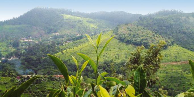 Tea plantatino | Nilgiri Hills | India 