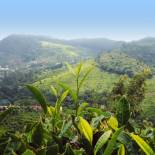 Tea plantatino | Nilgiri Hills | India 