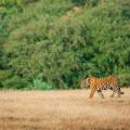 Ranthambore tiger in tree - New Web Image - On the Go Tours