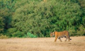 North India Family Adventure main image - Tiger in Ranthambore