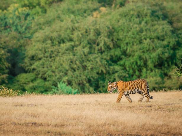 Ranthambore tiger in tree - New Web Image - On the Go Tours