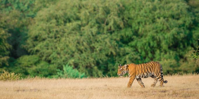 Lone tiger in Ranthambore National Park