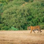 Lone tiger in Ranthambore National Park