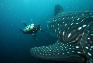 North Seymour - diving with sharks - Galapagos best places to visit - On The Go Tours