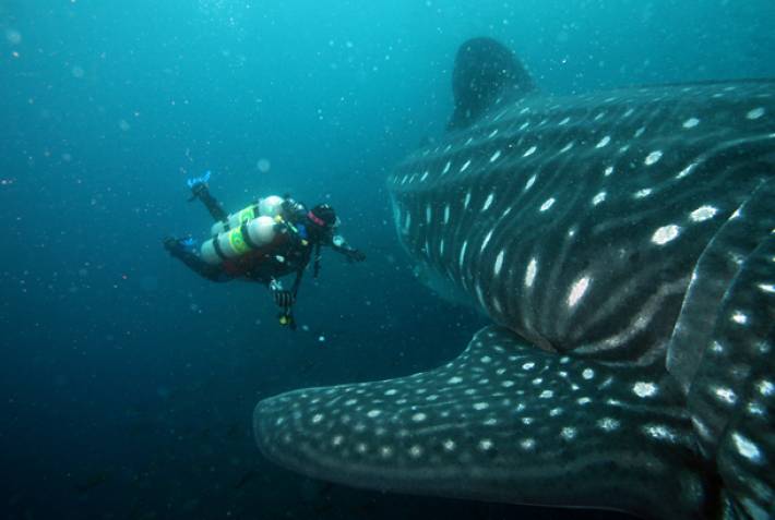 North Seymour - diving with sharks - Galapagos best places to visit - On The Go Tours