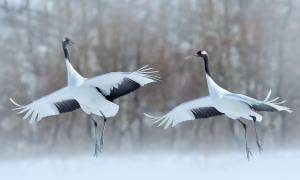 Northern Japan Winter Discovery main - cranes in Tsurui