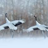 Red-crowned cranes | Tsurui | Japan