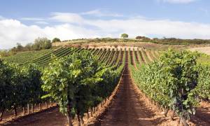 Northern Spain and Porto From Barca main - vineyard