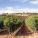 A Basque Country vineyard | Spain