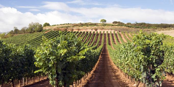 A Basque Country vineyard | Spain