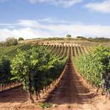 A Basque Country vineyard | Spain