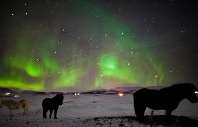 Icelandic horses and Northern Lights | Iceland