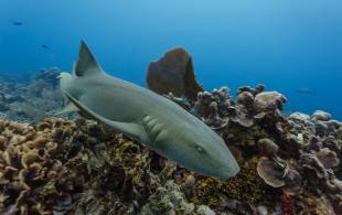 Nurse shark on Belize Barrier Reef - Belize