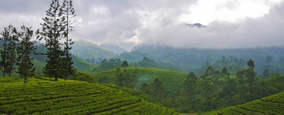 The rolling tea plantation hills of Nuwara Eliya