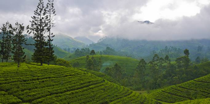 Nuwara Eliya | Sri Lanka 