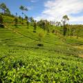 The rolling tea plantation hills of Nuwara Eliya