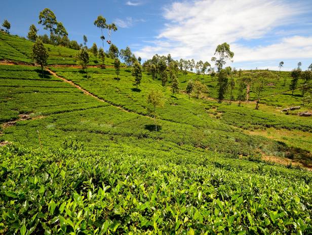 The rolling tea plantation hills of Nuwara Eliya