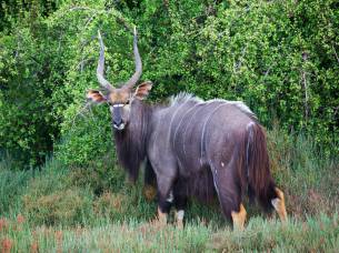 Nyala browsing alongside the Kariega River