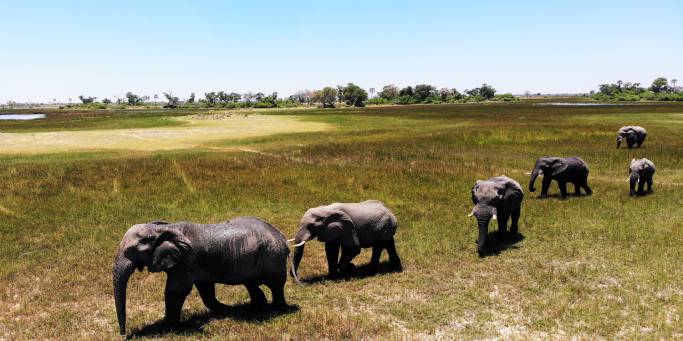 Elephants in the Okavango Delta | Botswana