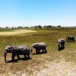 Elephants in the Okavango Delta | Botswana