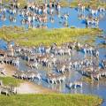 Hippose by the water at the Moremi Game Reserve