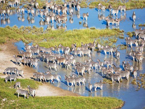 Hippose by the water at the Moremi Game Reserve