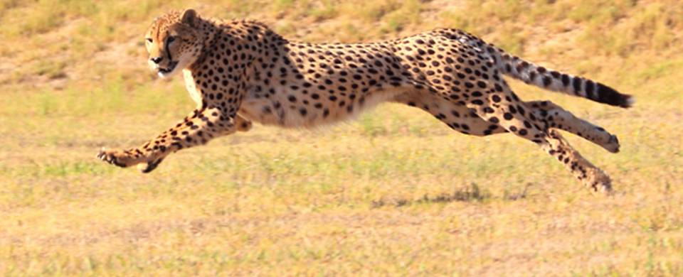 Cheetah leaping across the dry savannah in Okonjima