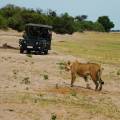 Baby elephant following adult elephant across the dirt road at Chobe National Park