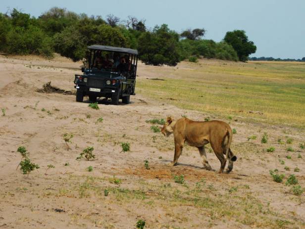 Baby elephant following adult elephant across the dirt road at Chobe National Park