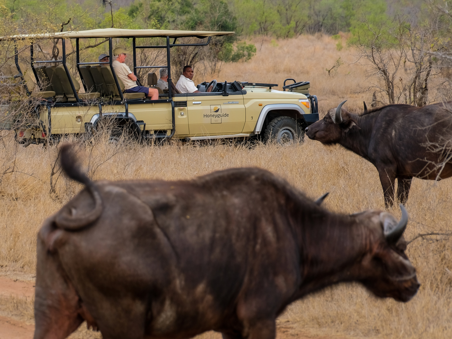 Days 6-7 - Manyeleti Private Game Reserve