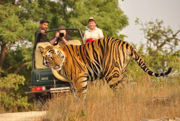 On tiger safari