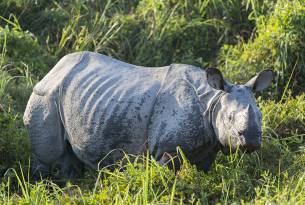 One-horned rhino in Kaziranga NP - India - On The Go Tours