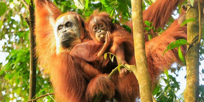 Orangutan - Indonesia