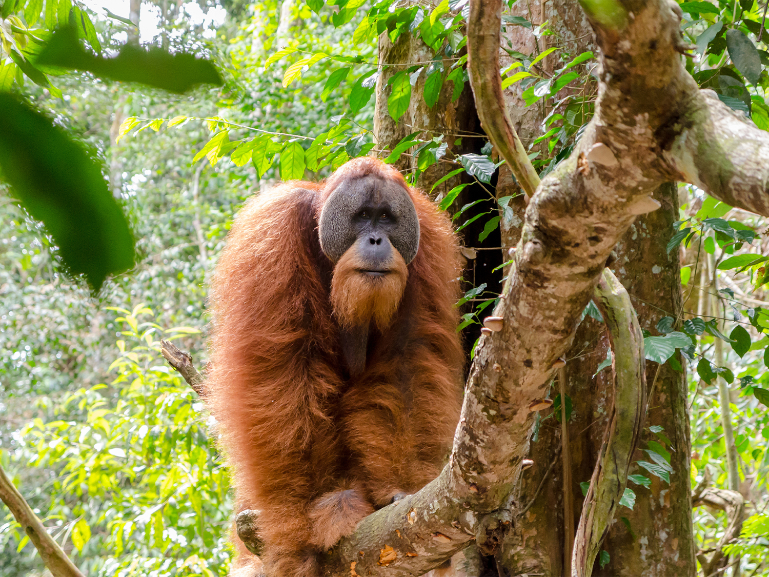 Day 2 - Jungle Trek in Leuser National Park