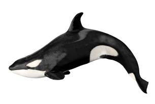 Orca whale illustration - On The Go Tours